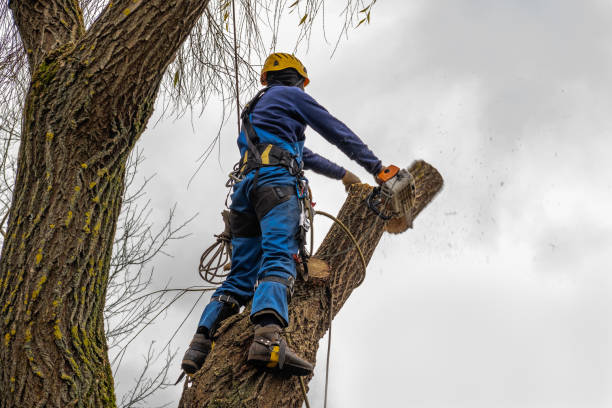 Leaf Removal in American Fork, UT